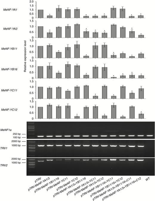 Expression levels of MeNF-Ys in plants with MeNF-Y silenced by VIGS. Expression of TRV1 and TRV2 in systemic leaves after pTRV1 and pTRV2 syringe-infiltration. PCR was performed using specific primers for the reference gene MeEF1a and viral expression of TRV1/TRV2. At 14 dpi of VIGS, corresponding gene expression was examined, and 108 cfu mL−1 of Xam in 10 mm MgCl2 was syringe-infiltrated for the disease resistance assay. The error bars represent SDs. *P < 0.05 compared with mock treatment.