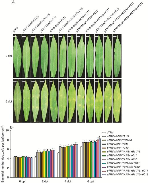 MeNF-Y-silenced plants show susceptibility to Xam disease. (A) Resistance of gene-silenced plants to Xam disease. (B) Number of Xam bacteria in plant leaves. *P < 0.05 compared with mock treatment.