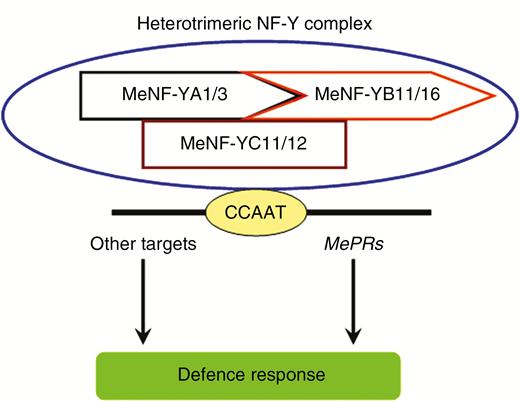 A possible model of cassava heterotrimeric NF-Y transcription factor complex in plant disease resistance.