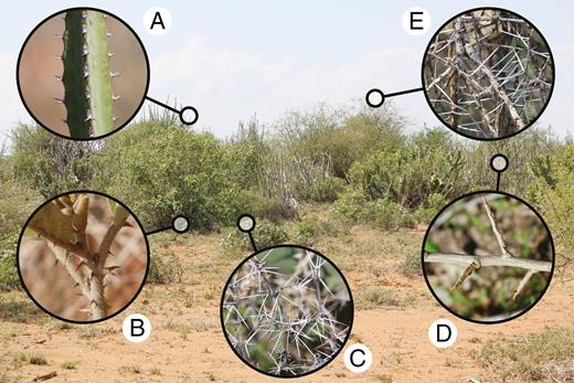 Diversity of physical plant defences in an East African savanna (Mpala Research Centre, Laikipia, Kenya). Generally considered to have evolved in response to large mammalian browsers, physical plant defences are often lumped into a single defence strategy (‘spinescence’). In a study published in this issue, Armani et al. (2019) demonstrate that the timing of defence emergence during plant ontogeny is strongly constrained by defence type, suggesting that spines, prickles and thorns are not as interchangeable as previously thought. Insets: (A) Euphorbia spp. (spines); (B) Solanum campylacanthum (prickles); (C) Barleria trispinosa (spines); (D) Lycium europaeum (thorns); (E) Acacia etbaica (spines). Physical defences range from approx. 2 mm (e.g. inset A) to approx. 80 mm (e.g. inset E) in length.