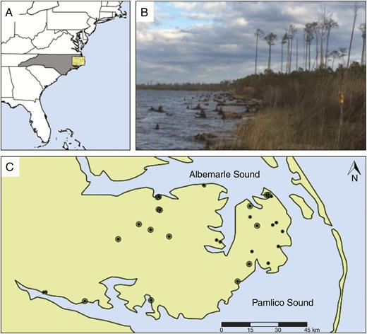 (A) The Atlantic coast of the USA, the state of North Carolina and inset of our study region. (B) Photograph of a coastal forest retreat taken by Steve Anderson on the Albemarle Sound. (C) The Albemarle–Pamlico Peninsula and study sites (concentric dots are sites that have historic survey data).