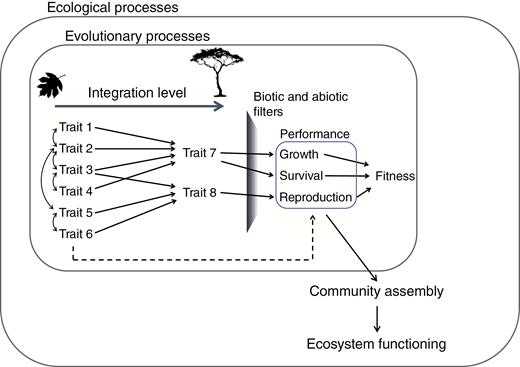 Conceptual model modified from Arnold (1983) to include the concept of the organism integration level (Marks, 2007), ranging from organ-level traits (traits 1–6) to whole-organism traits (traits 7 and 8). Whole-organism traits result from different arrays of organ-level traits, including their multiple trade-offs (double-headed curved arrows). Solid arrows represent the causal relationships between phenotypical traits and performance and their consequences for fitness (evolutionary processes) and community assembly (ecological processes). The relationship between organ-level traits and performance (and consequently fitness and community assembly) is considered indirect (dashed line), as whole-organism traits more properly represent the integrated functioning of the organism. Therefore, filters should act directly on whole-organism traits and only indirectly on organ-level traits. Additionally, the community assembly process (and the resulting trait composition) can strongly influence ecosystem functioning as illustrated by the response and effect framework proposed by Suding et al. (2008).
