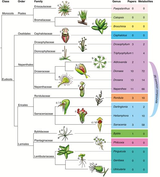 Phylogenetic tree of carnivorous plants and research and metabolites identified with known function in carnivory. Branches are to emphasize the location of carnivorous taxa and do not signify time since divergence or a metric of relatedness. Trap morphology is grouped into: (a) flypaper; (b) snap-trap; (c) pitfall; (d) lobster pot; and (e) suction bladder. Colour bands signify a common carnivorous ancestor. Tree generated using NCBI taxonomy browser, iTOL and APG (Chase et al., 2016; Letunic and Bork, 2016). Nepenthales is sensu stricto sister to Caryophyllales (Fleischmann et al., 2018). Twenty-six common compounds are found in the Nepenthales lineage and Sarraceniaceae lineage. Note that Aldrovanda and Utricularia are genera of aquatic carnivorous plants.