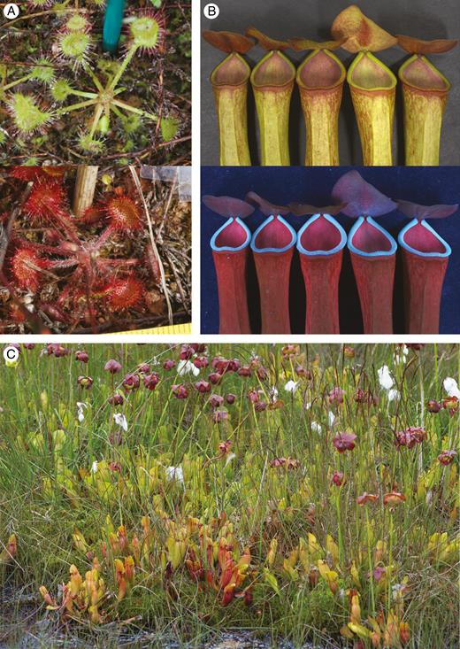 Function of secondary metabolites in trap coloration requires further investigation. (A) Drosera rotundifolia changes in colour from accumulation of anthocyanin (red pigmentation) in response to environmental stimuli, but this is not confirmed to be related to carnivory. (B) (Upper panel) Nepenthes species show redder locations, possibly to contrast the trap peristome against the background for prey attraction. (Lower panel) Nepenthes spp. also use UV florescence for prey attraction. (C) Sarracenia purpurea, with high diversity of red and green pigmentation from secondary compounds with high background contrast in situ. (Photographs of Nepenthes courtesy of Dr S. Baby in Kurup et al., 2013; Drosera rotundifolia and Sarracenia purpurea photographs are by C. R. Hatcher).