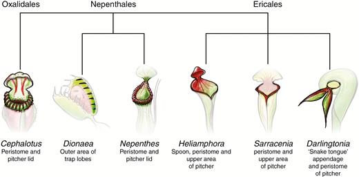 Evolution and production zones of metabolites for attraction of prey via use of extrafloral nectaries. Highlighted areas indicate the highest density of extrafloral nectaries for attraction of prey. Areas for secretion of secondary metabolites and nectar are important for prey attraction and capture. Length of phylogenetic branches does not signify relatedness or any other metric of evolution.