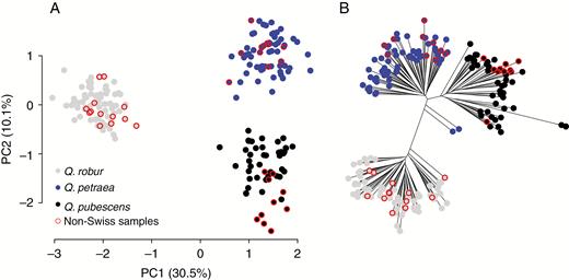 Genetic properties of the training set comprising 194 pure individuals of Quercus spp. from Switzerland and Europe (red circles) based on genotype data from 58 single-nucleotide polymorphisms. (A) Plot of the first two principal components (PC1 and PC2) of the principal component analysis; the variation explained by each PC is given in parentheses. (B) Unrooted neighbour-joining tree based on allelic differences.