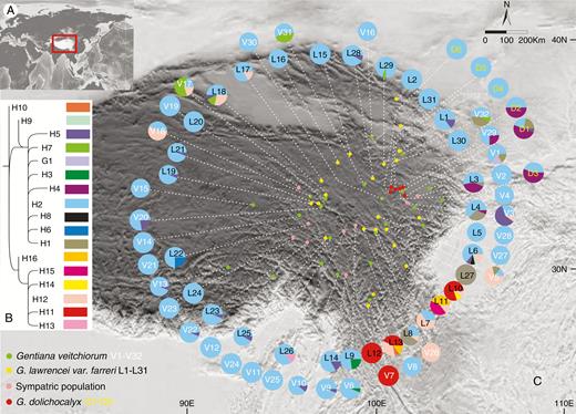 Geographical distribution of 17 cpDNA haplotypes recovered from 69 populations of Gentiana veitchiorum (L1–L31), G. lawrencei var. farreri (V1–V32) and G. dolichocalyx (D1–D6). (A) Distribution area of the three Gentiana species. (B) Phylogeny of chloroplast haplotypes detected in all three species (detailed tree with outgroups is presented in Supplementary Data Fig. S1). (C) Pie charts showing frequency of haplotypes for each sampling site (green dots, G. veitchiorum; yellow dots, G. lawrencei var. farreri). Pink dots represent localities where G. veitchiorum and G. lawrencei var. farreri are sympatric.