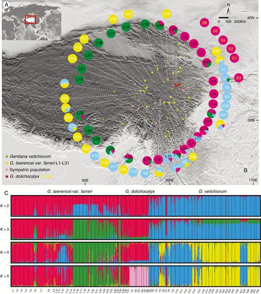 Genetic structure of Gentiana veitchiorum, G. lawrencei var. farreri and G. dolichocalyx based upon a Bayesian approach implemented in the Structure program with microsatellite data. (A) Study area. (B) Geographical distribution of 69 Gentiana populations and their colour-coded groups as recovered in Structure. (C) Bar plots showing probabilities of ancestral clusters of each sample from K = 2 to K = 5. The name of each population is shown below the bar plot.