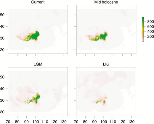 Estimated climatic niches for distribution of Gentiana veitchiorum and G. lawrencei var. farreri combined in the Qinghai-Tibetan Plateau. Maps are shown at present, mid-Holocene (~6 kya), LGM (~21 kya) and LIG (~135 kya). The value of predicted habitat suitability is indicated by the bars to the right of each panel. The vertical and horizontal axes represent longitude (E) and latitude (N), respectively.