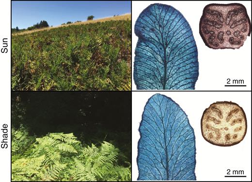 Examples of sun and shade populations of P. aquilinum on the University of California Santa Cruz campus. Sun populations (top panels) are vertically oriented, and have thicker leaves with more pronounced venation than the shade-grown fronds (bottom panels). Sun fronds have a greater petiolar fraction of vascular tissue (top right) than shade plants (bottom left).