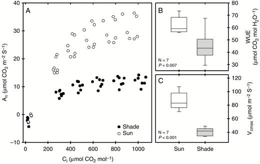 Gas-exchange response of sun and shade fronds of P. aquilinum (open and shaded boxplots, respectively). (A) The response of assimilation (An) to increasing leaf CO2 levels (Ci). (B, C) The intrinsic leaf water-use efficiency (WUE) and maximum carboxylation rate (Vcmax).