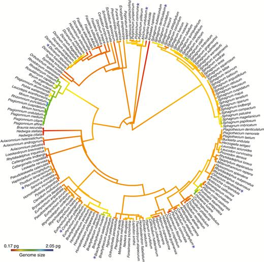 Continuous character state mapping of the average 1C-values, ranging from 0.17 pg (red) to 2.05 pg (blue), onto a pruned ultrametric tree that includes 173 taxa using the ContMap function with default settings from the phytools package in R. For species with multiple 1C-values, the smallest value was used as a conservative estimate of genome size. Species with more than one 1C-value that was approximately double the smallest value are indicated on the phylogeny with a blue asterisk as a potential within-species polyploidization event.