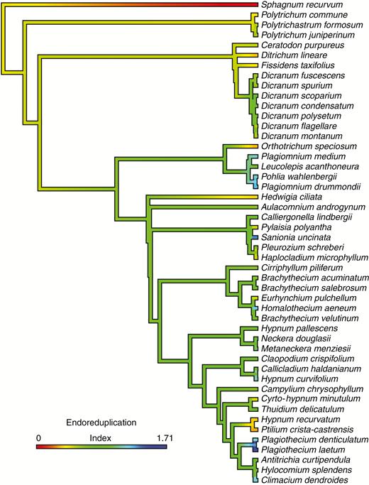 Continuous character state mapping of the endoreduplication index (EI) ranging from 0 (red) to 1.71 (blue) on a pruned ultrametric tree that includes 48 taxa using the ContMap function with default settings from the phytools package in R (Revell, 2012; R Core Team, 2017).