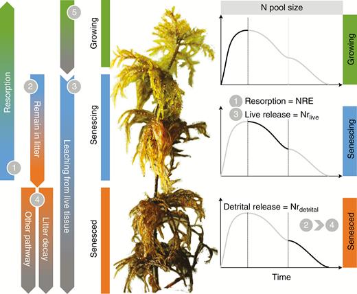 Conceptual framework depicting the fates of tissue nitrogen (N) of understorey mosses during tissue senescence. A perennial moss shoot is comprised of a number of interconnected segments of different ages. These sections could be classified into three types according to their living status: growing sections (indicated with a green bar), mature and senescing sections (indicated with a blue bar) and senesced sections (indicated with an orange bar). The line chart to the right of each type shows the changes in terms of N pool size with time. There are three possible fates or pathways (pathways 1, 2 and 3) of tissue N in the mature and senescing sections, which are indicated with a blue bar. A portion of N will be resorbed to younger sections (pathway 1), and the percentage of resorbed N to the total N pool size is the N resorption efficiency (NRE). A portion of N will remain in the tissue (pathway 2), and will be released by subsequent decomposition or other detrital processes (pathway 4). The percentage of N remaining in senesced tissue is indicated as Nrdetrital. A portion of N will be released via leaching from live mature tissue (pathway 3). The percentage of this portion of N is defined as Nrlive. Similar to pathway 3, a portion of N will be released from growing tissue (pathway 5). Overlooking this portion of N results in an underestimation of NRE.
