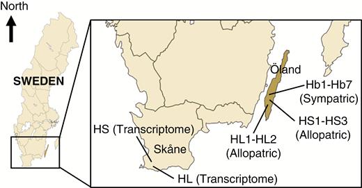 Simplified map (not to scale) showing locations of allopatric populations of H. lutescens (HL1 and HL2), allopatric populations of H. sericeum (HS1–HS3), sympatric populations (HB1–HB7) and allopatric populations for transcriptome data.