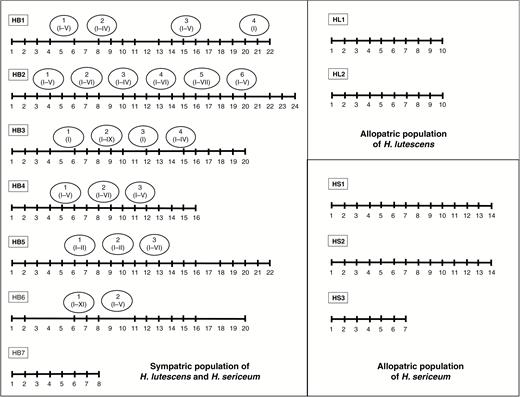 Gametophyte shoots were collected along line transects from allopatric populations of H. lutescens (HL1 and HL2) and H. sericeum (HS1–HS3) and from sympatric populations (HB1–HB7). Sampling points were separated by 2 m. Some sampling points are missing because of no plant cover (sampling points without vertical lines along the line transects). Additional sporulating gametophyte colonies with aberrant growth form along the transect lines were collected separately (marked by circles). Numbers of putative hybrid sporophytes collected from such colonies are indicated by Roman numerals (see more details in Supplementary data Table S1).