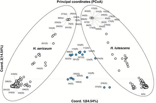 A distance-based (PCoA) plot of genetic structure, based on genetic distance of 111 SNPs between samples of Homalothecium plants. The circles encircling H. lutescens and H. sericeum were drawn on the basis of the STRUCTURE analysis in Fig. 3. Strongly admixed genotypes are indicated by blue dots labelled by their ID numbers and mildly admixed genotypes are indicated by white dots labelled by their ID numbers. The percentage of genetic distance explained by each of the PCoA axes is provided in parentheses. G, haploid gametophytes; S, diploid sporophytes; R, haploid recombinants.