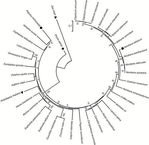 Phylogenetic tree of PtHMGR and other HMGRs. The GenBank accession numbers of the HMGRs are as follows: Populus trichocarpa, XM_002316990.2; Arabidopsis thaliana, NM_106299.4; Camellia sinensis, KF649853.1; Camptotheca acuminata, AAB69727.1; Capsicum annuum, XM_016704840.1; Capsicum baccatum, MLFT02000002.1; Capsicum chinense, CIT02000002.1; Cephalotus follicularis, BDDD01003560.1; Cestrum nocturnum, KY703396.1; Coffea arabica, HQ540670.1; Cucumis melo, NM_001297451.1; Cucurbita moschata, XM_023090472.1; Dimocarpus longan, JN034591.1; Eucalyptus grandis, XM_010062927.2; Euphorbia lathyris, JQ694150.1; Euphorbia pekinensis, EF062569.1; Hevea brasiliensis, XM_021830837.1; Ipomoea nil, XM_019327336.1; Jatropha curcas, XM_012232190.2; Juglans regia, XM_018987497.1; Lactuca sativa, XM_023892538.1; Litchi chinensis, JN034589.1; 728.1; Nicotiana benthamiana, LC382275.1; Nicotiana sylvestris, XM_009782484.1; Nicotiana tabacum, NM_001326284.1; Nicotiana tomentosiformis, XM_009602774.2; Oryza sativa, AF110382.1; Panax quinquefolius, FJ755158.2; Papaver somniferum, XM_026548454.1; Ricinus communis, XM_002510686.3; Solanum chacoense, JF802615.1; Solanum pennellii, XM_015210528.1; Solanum tuberosum, NM_001288155.1; Withania somnifera, KX574809.1; Zea mays, NM_001153261.1; and Ziziphus jujuba, XM_016024520.2. The tree was constructed using the neighbor-joining method in MEGA 5.1 and bootstrapped 1000 times. Bootstrap percentages are indicated at the branch points. In all cases, tree topologies obtained using the NJ, minimum evolution, and maximum parsimony methods were identical. The numbers on the nodes represent the bootstrap values.