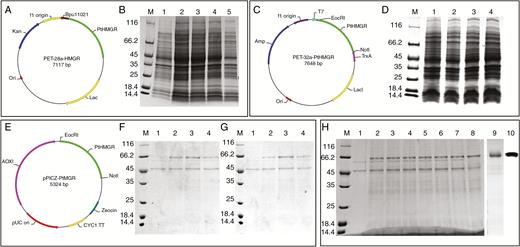 PtHMGR protein production and purification. (A) Construction of the PET-28a fusion vector containing PtHMGR and BamHI and NotI sites. (B) Analysis of PET-28a-HMGR expression by 12 % SDS–PAGE. Lane M, molecular mass marker; lane 1, negative control; lanes 2–5, colonies 1–4, respectively, induced by 1 mm IPTG. (C) Construction of the PET-32a fusion vector containing PtHMGR and BamHI and NotI sites. (D) Analysis of PET-28a-HMGR expression by 12 % SDS–PAGE. Lane M, molecular mass marker; lane 1, negative control; lanes 2–4, colonies 1–3, respectively, induced by 1 mm IPTG. (E) Construction of the pPICZ-α fusion vector containing PtHMGR and BamHI and NotI sites. (F) Analysis of methanol-induced pPICZ-α-HMGR expression. Lane M, molecular mass marker; lane 1, negative control; lane 2, 0.5 % methanol for 48 h; lane 3, 1 % methanol for 48 h; lane 4, 2 % methanol for 48 h. (G) Analysis of methanol-induced pPICZ-α-HMGR expression. Lane M, molecular mass marker; lane 1, negative control; lane 2, 1 % methanol for 48 h; lane 3, 1 % methanol for 72 h; lane 4, 1 % methanol for 96 h. (H) Analysis of the expressed fusion protein by 12 % SDS–PAGE. Lane M, molecular mass marker; lane 1, negative control; lanes 2–8, colonies 1–7, respectively, induced by 1 % methanol for 72 h; lane 9, purified PtHMGR; lane 10, identification of PtHMGR by western blotting.