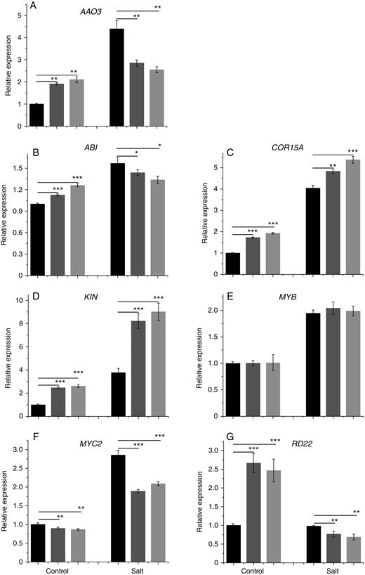 Effect of treatment with 100 mm NaCl on the transcript level of (A) AAO3, (B) ABI, (C) COR15A, (D) KIN, (E) MYB, (F) MYC2 and (0G) RD22. Relative expression was calculated using Actin as an internal reference. WT leaves untreated with NaCl served as controls. Vertical bars are mean ± s.d. (n = 3). Black columns, WT; Trans1 and Trans2 represent two relatively independent transgenic lines, respectively, dark grey columns, Trans1; light grey columns, Trans2. Three independent experiments were performed. *P < 0.05, **P < 0.01, ***P < 0.001.