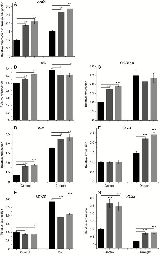 Effect of treatment with 2 % PEG6000 on the transcript level of (A) AAO3, (B) ABI, (C) COR15A, (D) KIN, (E) MYB, (F) MYC2 and (G) RD22 in WT and transgenic poplar. Relative expression was calculated using Actin as an internal reference. WT leaves untreated with PEG6000 served as controls. Vertical bars are mean ± s.d. (n = 3). Black columns, WT; Trans1 and Trans2 represent two relatively independent transgenic lines, respectively, dark grey columns, Trans1; light grey columns, Trans2. Three independent experiments were performed. *P < 0.05, **P < 0.01, ***P < 0.001.