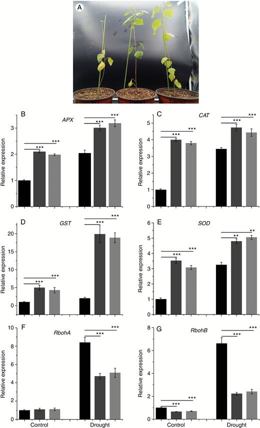 Effect of drought stress on the (A) phenotype and transcript levels of (B) APX, (C) CAT, (D) GST, (E) SOD, (F) RbohA and (G) RbohB in WT and transgenic poplar. Relative expression was calculated using Actin as an internal reference. WT leaves untreated with drought stress served as controls. Vertical bars are mean ± s.d. (n = 3). Black columns, WT; Trans1 and Trans2 represent two relatively independent transgenic lines, respectively, dark grey columns, Trans1; light grey columns, Trans2. Three independent experiments were performed. **P < 0.01, ***P < 0.001.