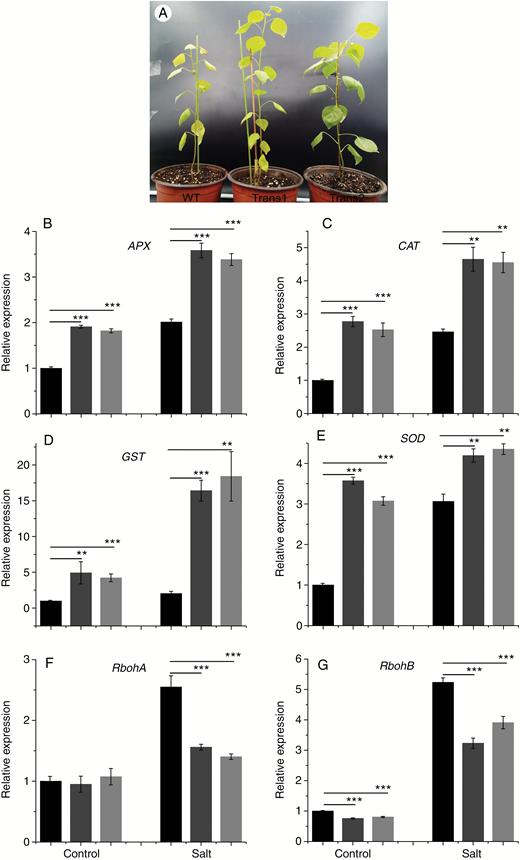 Effect of salt stress on the (A) phenotype and transcript levels of (B) APX, (C) CAT, (D) GST, (E) SOD, (F) RbohA, and (G) RbohB of WT and transgenic poplar. Relative expression was calculated using Actin as an internal reference. WT leaves untreated with salt stress served as controls. Vertical bars are mean ± s.d. (n = 3). Black columns, WT; Trans1 and Trans2 represent two relatively independent transgenic lines, respectively, dark grey columns, Trans1; light grey columns, Trans2. Three independent experiments were performed. **P < 0.01, ***P < 0.001.