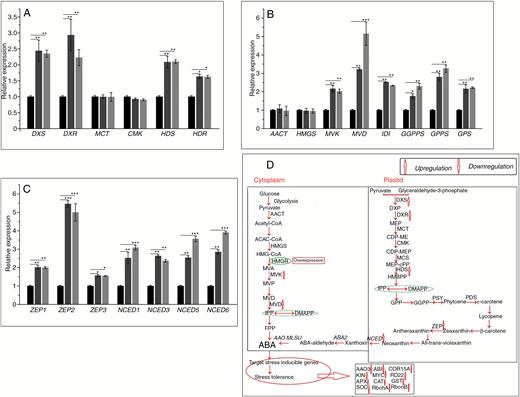 Changes in WT and transgenic poplars in the transcript levels of (A) DXS, DXR, MCT, CMK, HDS and HDR (MEP-related genes); (B) AACT, HMGS, MVK, MVD, IDI, GPS, GPPS and GGPPS (mevalonate- and downstream-related genes); and (C) ZEP1, ZEP2, ZEP3 NCED1, NCED3, NCED5 and NCED6 (ABA-related genes). Black columns, WT; Trans1 and Trans2 represent two relatively independent transgenic lines, respectively, dark grey columns, Trans1; light grey columns, Trans2. (D) ABA-mediated signal transduction under drought and salt stress. Relative expression was calculated using Actin as an internal reference. Leaves treated with distilled water served as controls. Vertical bars are mean ± s.d. (n = 3). Three independent experiments were performed. *P < 0.05, **P < 0.01, ***P < 0.001.
