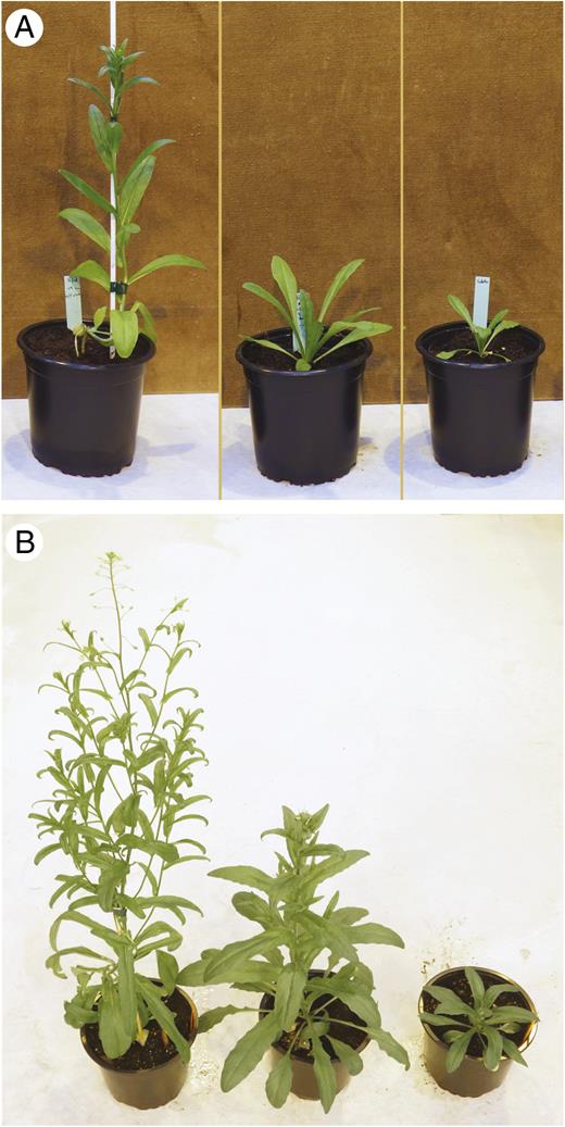 Plants of cultivated camelina, its wild relative C. microcarpa and the F1 hybrid. (Left to right) C. sativa ‘Céline’, F1 hybrid C. microcarpa × C. sativa and C. microcarpa Guillestre, 1 (A) and 2 (B) months after sowing. Plants were grown in 14-cm pots.