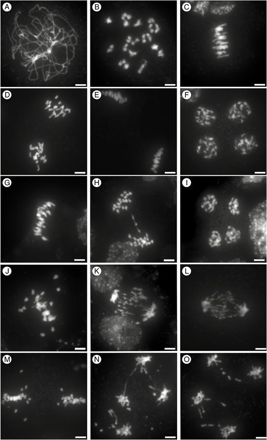 Meiosis in C. sativa, C. microcarpa and their F1 hybrid. DAPI staining of male meiotic cells in C. sativa ‘Céline’ (A–F), C. microcarpa Fleurey (G–I) and C. microcarpa Fleurey × C. sativa ‘Céline’ F1 hybrids (J–O). Pachytene (A); diakinesis (B); metaphase I (C,G, J); anaphase I (D, H, K, L); metaphase II (E, M), early anaphase II (N,O); telophase II (F, I). Scale bar = 5 μm.