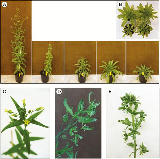 Phenotype of F2 plants. (A) A control C. sativa plant (left) and four representative F2 individuals are shown 2 months after sowing, without vernalization. (B) Two-month-old F2 plants seen from above. (C) A normal inflorescence is shown in comparison with abnormal floral development of (D) plant F2-B5 and (E) plant F2-E7, shown 3 months after sowing.