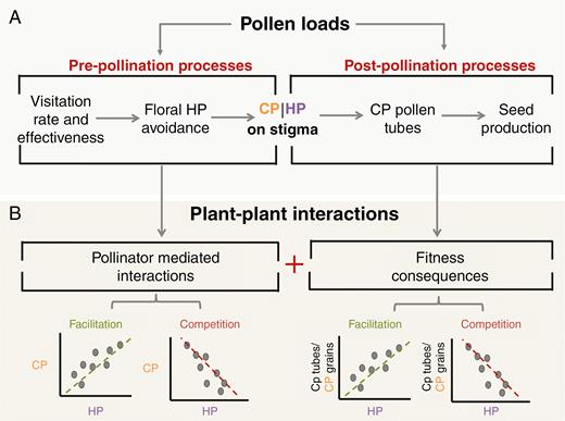 Schematic representation of the pre- and post-pollination processes in the pathway from pollen transport to seed production (A) and how these processes translate into patterns of conspecific pollen (CP) versus heterospecific pollen (HP) on the stigma or patterns of HP and CP/tubes per grain in the style (B). (A) Pre-pollination processes affect CP and HP received by flowers, whereas post-pollination interactions between CP and HP on the stigma affect the number of CP tubes or seeds produced. (B) Patterns between CP and HP grains received, and between CP tubes/grain and HP received per stigma, can reflect pollinator-mediated interactions and their fitness consequences, respectively. Such patterns have been used to infer competitive or facilitative plant–plant interactions. The focus of this paper is to clarify the diversity of drivers that can underlie these patterns (Fig. 2).