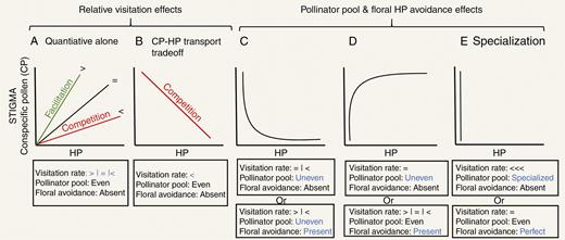 Patterns of conspecific pollen (CP) versus heterospecific pollen (HP) receipt that can be observed on stigmas of spent flowers and potential drivers of variation in these patterns. Potential drivers include variation in pollinator visitation (A, B) or variation in the pollinator pool and floral morphology (C–E). (A, B) Patterns that result from variation in quantity of pollinator visits. In (A), when visitation rate for the focal species is higher (>) or lower (<) in the presence of coflowering species, the pattern can reflect facilitation (green) or competition (red), respectively. However, in (B) lower visitation rate is accompanied by a pollen-transport trade-off leading to a negative CP–HP relationship. (C–E) CP–HP relationships when variation in pollinator pool and floral avoidance mechanisms exist regardless of visitation differences (blue for emphasis of mechanism). (C) Uneven pollinator pools combined with or without floral avoidance can lead to non-linear negative CP–HP relationships. (D) Uneven pollinator pools or presence of floral avoidance can lead to non-linear positive CP–HP relationships. (E) Extremely uneven pollinator pools or perfect floral avoidance of HP represent forms of plant–pollinator specialization and lead to the lack of a CP–HP relationship.