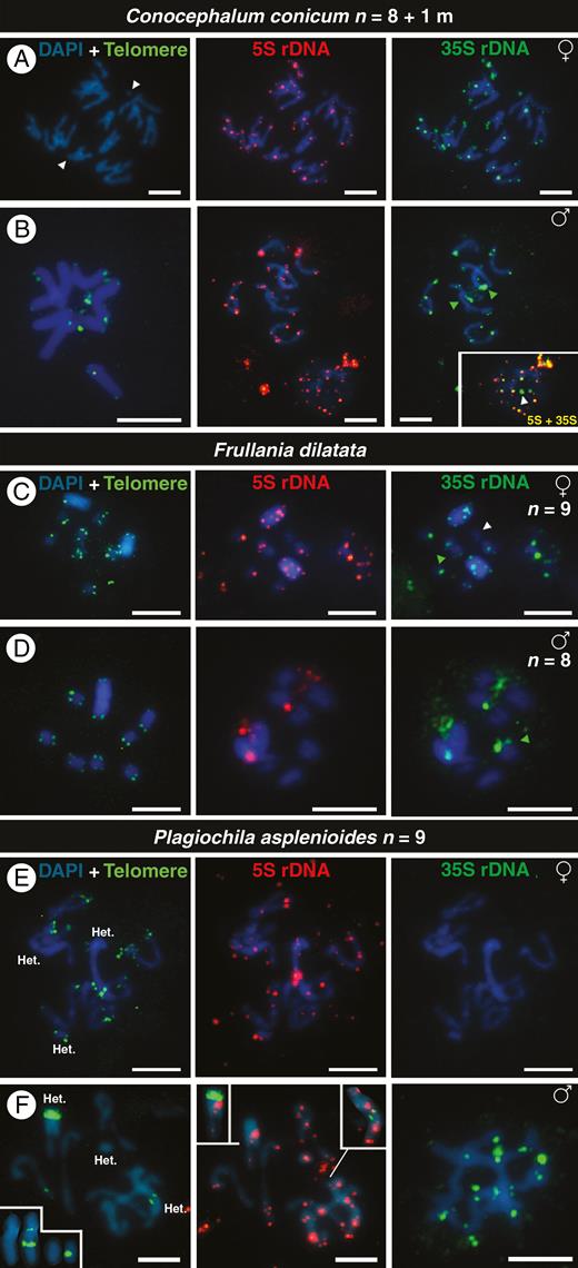 FISH signals of telomeres (green), 5S DNA (red) and 35S rDNA (green) in chromosomes of male and female individuals of the dioicous liverworts Conocephalum conicum (A, B), Frullania dilatata (C, D) and Plagiochila asplenioides (E, F). White arrowheads indicate small chromosomes or chromosomes without rDNA signals. Green arrowheads indicate the position of an isolated 35S rDNA signal. The inset in (B) shows the overlap of 5S and 35S rDNA signals in a nucleus in which a 35S locus is not linked with the 5S rDNA, and the insets in (F) show chromosomes with interstitial telomere repeats (ITRs). ‘Het.’ in (E) and (F) refers to heterochromatic chromosomes. The sex of each individual is given in the upper right of each row of metaphases. All chromosomes are counterstained with DAPI (blue). Scale bars = 5 μm.