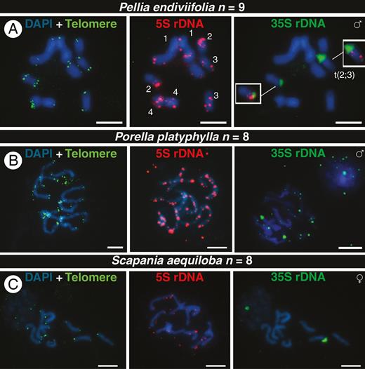 FISH signals of telomeres (green), 5S DNA (red) and 35S rDNA (green) in chromosomes of male and female individuals of the dioicous liverworts Pellia endiviifolia (A), Porella platyphylla (B) and Scapania aequiloba (C). Numbers in (C) show chromosome pairs based on the distribution of 5S rDNA signals, and the insets highlight a translocation among chromosomes 2 and 3 involving a 35S locus. The sex of each individual is given in the upper right of each row of metaphases. All chromosomes are counterstained with DAPI (blue). Scale bars = 5 μm.
