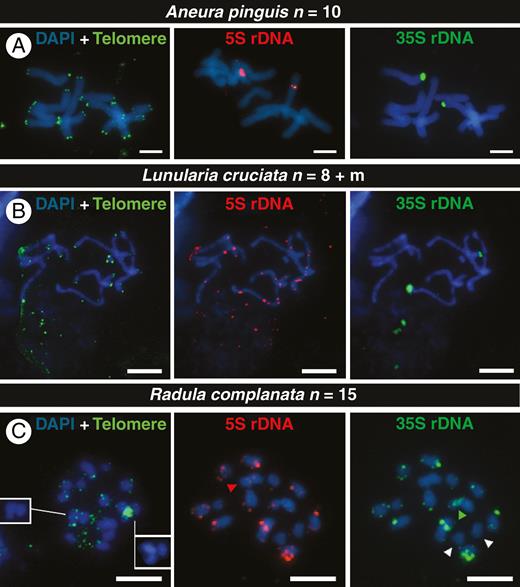 FISH signals of telomeres (green), 5S DNA (red) and 35S rDNA (green) signals in chromosomes of the monoicous liverworts Aneura pinguis (A), Lunularia cruciata (B) and Radula complanata (C). White arrowheads indicate chromosomes without rDNA signals, red ones show chromosome with only 5S rDNA (S-type), and green ones indicate the position of an isolated 35S rDNA signal. The insets in (C) show chromosomes with ITRs without the overlap with the telomere probe. All chromosomes are counterstained with DAPI (blue). Scale bars = 5 μm.