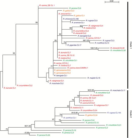 Maximum-likelihood (ML) phylogeny of consensus sequences generated from CANR4-containing clusters. Bootstrap values (BV>70 %) of the ML analysis and posterior probabilities (PP>0.95) of a Bayesian phylogeny were plotted on the 50 % majority rule consensus ML tree (BV/PP). Diploid, tetraploid and pentaploid dogroses are shown in blue, orange and red, respectively. The diploid representatives of the two early divergent subgenera are shown in green. The sequences are named according to the cluster number from which they derive. Low cluster numbers correspond to highly represented CANR4 variants (high genome proportion); high cluster numbers correspond to less abundant variants. The R. canina CANR4.7 clone (shown in red) groups within clade 1. Bootstrap support >70 % is indicated above the branches.