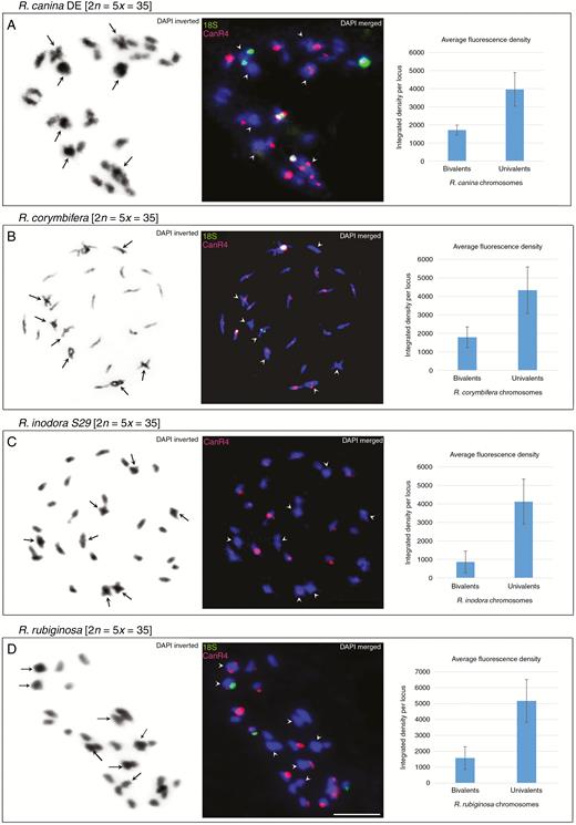 FISH of meiotic chromosomes. (A–D) Diakinesis of phase I shown for R. canina_DE (A), R. corymbifera (B), R. inodora (C) and R. rubiginosa (D). Left column: chromosomes stained with DAPI in greyscale. Arrowheads indicate bivalent chromosomes. Middle column: FISH of the same metaphase with the CANR4 (red) and 18S rDNA (green) probes. Bivalents are indicated by arrowheads. Scale bar: 10 µm. Right column: intensity of fluorescent CANR4 signals on univalent- and bivalent-forming chromosomes. The y-axis values represent the average signal intensity per locus; standard deviations were calculated from the data collected from four to 12 meiotic nuclei (Supplementary Data Table S3).