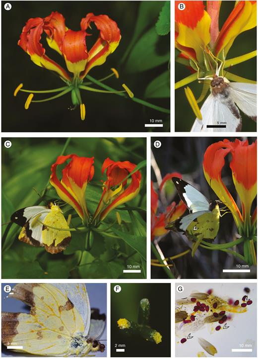 (A) Gloriosa superba flowers consist of five male meranthia and a single hermaphrodite meranthium. (B) The likely primary pollinator of G. superba in southern Africa is the long-tongued butterfly Eronia cleodora (Pieridae), here positioned between stamens while probing the pouch nectary. (C) Anthers deposit pollen on the underside of both hind- and fore-wings of the butterflies. (D) Contact between the undersides of the wings and the three stigma tips (arrow). (E) Butterflies accumulate large loads of pollen on their wings, particularly along the veins. (F) Gloriosa superba stigma from panel (A) with abundant pollen and white Eronia cleodora wing scales deposited on two of the three stigmatic lobes. (G) Squash of a pollinated stigma showing the presence of pollen and wing scales as well as the abundant pollenkitt of each pollen grain (arrows).