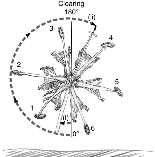 Gloriosa superba meranthia were identified clockwise from below. A perpendicular line was extended from the face of the vegetation out of which the flower was emerging to intersect the centre of the ovary, and this datum line was the line from which angles were measured. Stamens were numbered. We measured the angles from the datum to pedicle (i) and style (ii).