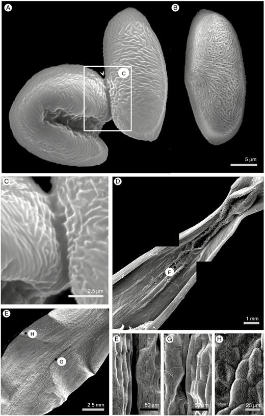 Scanning electron micrographs of pollen and tepals of Gloriosa superba. (A) Pollen grain. (B) Pollen grain treated with carbon disulphide to remove pollenkitt. (C) Interactions between pollenkitt lipids of two pollen grains in contact. (D, E) Composite low-power electron micrograph of the base (D) and middle third (E) of a single tepal showing the position of high-power views (F, G, H) demonstrating the surface texture of the tepal.