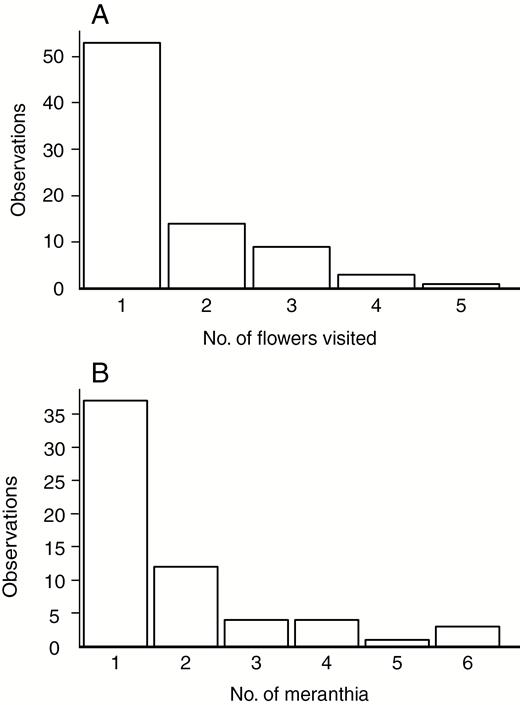 Frequency distribution of observations of the number of flowers visited per butterfly (n = 80) (A) and the number of meranthia visited per flower per butterfly (n = 63) (B) using only data from the first flower visited.