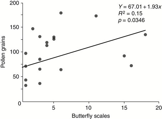 The number of pollen grains deposited on a stigma was positively correlated with the number of wing scales dislodged onto the stigma by the pollinator.
