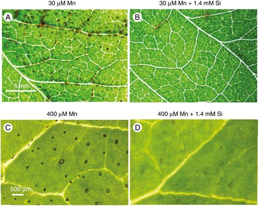 Lower trifoliate leaves of soybean grown for 7 d at 30 µm Mn (Experiment 1) developed numerous small, dark spots especially close to the major veins (A) that were largely prevented with 1.4 mm Si in solution (B). There were darkened trichomes on lower alternate leaves of sunflower (Experiment 2) grown at 400 µm Mn (C) but the darkening decreased with 1.4 mm Si in solution (D). The scale bars in A and C apply to B and D, respectively.