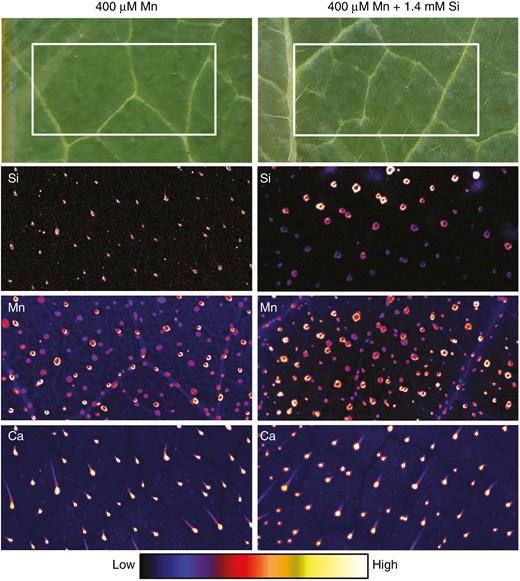 Optical images and µ-XRF scans of Si, Mn and Ca distributions in opposite (i.e. lowest) leaves of sunflower grown for 1 week in complete nutrient solutions with 400 µm Mn and 400 µm Mn + 1.4 mm Si (Experiment 2). No Mn toxicity symptoms are visible in the optical images. The µ-XRF scan is of a 10 × 5-mm area (identified by the white boxes in the optical images) acquired with a 100-ms dwell with a pixel size of 11 µm (beam size 25 µm).