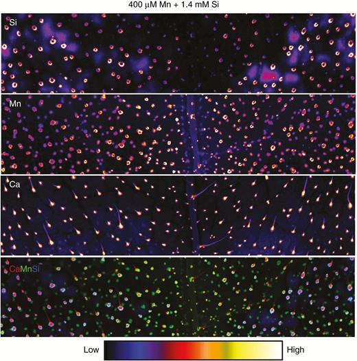 µXRF scans of Si, Mn and Ca distributions in opposite (i.e. lowest) leaves of sunflower grown for 1 week in complete nutrient solutions with 400 µm Mn + 1.4 mm Si (Experiment 2). The µ-XRF scan is of a 24 × 5-mm area acquired with a 100-ms dwell with a pixel size of 11 µm (beam size 25 µm).