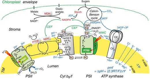 Diagram of the photosynthetic apparatus and electron transport (ET) pathways in plants and algae. Four major protein complexes in the thylakoid membrane (TM) participate in the production of ATP and nicotinamide adenine dinucleotide phosphate in reduced form (NADPH), needed for the Calvin–Benson cycle to fix CO2 to produce sugars: two photosystems (PSII and PSI) connected in series via the cytochrome (Cyt) b6/f, and the ATP synthase. Light is absorbed simultaneously by pigments in the light harvesting complexes of PSI and PSII (LHCI and LHCII); excitation energy is transferred to reaction centre (RC) P700 (in PSI) and P680 (in PSII), where primary charge separation takes place, initiating a chain of redox reactions. PSII functions as a water/PQ (photo)-oxidoreductase, which has a manganese complex [Mn4O5Ca], and a tyrosine-161 (YZ), located on D1 protein on the electron donor side, as well as pheophytin (Pheo), plastoquinones QA and QB, and a non-haem (heme) iron binding a bicarbonate ion (HCO3‒) on the electron acceptor side. By contrast, PSI is a plastocyanin (PC)/ferredoxin (Fd) (photo)-oxidoreductase; it uses reduced PC as an electron donor, and a particular Chl a molecule (A0), vitamin K1 (A1), and three non-haem iron–sulfur centres (shown in the figure as Fe-S) are on the acceptor side of PSI. The Cyt b6/f complex includes a Cyt f, a Rieske iron–sulfur protein (Fe-S), two cytochromes b (Cyt bp and Cyt bn) that participate in the oxidation and reduction of PQH2 and PQ: PQH2 is oxidized at the Qp-site by Cyt bp, while PQ is reduced at the Qn-site by Cyt bn. The Qp- and Qn-sides are also called Qo- and Qi-sides, respectively. Besides the linear ET flow from water to NADP+, there are several pathways leading to electron donation to alternative electron acceptors: cyclic electron flow (CEF) around PSI mediated by Fd (involving Fd-NADP+-reductase, FNR, and a proton gradient regulator, PGR5), or NADPH (via NADPH dehydrogenase, NDH); water–water cycle (WWC); chlororespiration (through the plastid terminal oxidase, PTOX); and the malate valve (through malate dehydrogenase, MDH). The proton motive force (pmf) [consisting of the proton concentration difference (ΔpH) and the electric potential (ΔΨ) across TM] is used by ATP synthase to produce ATP from ADP and phosphate (Pi); in the pmf formula, R is the gas constant, F is the Faraday constant, and T is the absolute temperature (in K). Modified from Alric (2010).