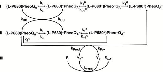 Scheme showing the RRP (reversible radical pair) model and related reactions. The original RRP model is represented by the reactions on lines I and II, which are reactions occurring in an open PSII RC (when QA is initially oxidized) and a closed PSII RC (when QA is initially reduced), respectively. (L–P680)* denotes Chls in the light harvesting antenna of PSII (L) plus P680, which are in ultrafast excitation kinetic equilibrium, the asterisk (*) indicating the excited state. The rates constants are: kL, overall rate constant of antenna excitation; k3, overall rate constant of the excited state deactivation through heat dissipation and ChlF emission; k1o and k1c, rate constants of the primary charge separation in open and closed PSIIs, respectively; k-1o and k-1c, rate constants of the radiative (i.e. to the excited state) charge recombination between P680+ and Pheo− in open and closed PSIIs, respectively; k2o, rate constant of charge stabilization in an open PSII, i.e. the ET from Pheo‒ to QA; k2c, rate constant of non-radiative (i.e. to the ground state) charge recombination between P680+ and Pheo‒ in a closed PSII. The scheme presented here also includes excitation energy transfer (the energetic connectivity) between open and closed PSIIs (rate constant kUU) and reversible reduction of P680+ by YZ (rate constants kPred and kPox), as well as the reduction of YZ+ by the manganese cluster of the oxygen-evolving complex (OEC; rate constant kYred), which produces an S-state transition from Si to Si+1, where Si and Si+1 represent particular S-states. Modified from Lazár and Schansker (2009).