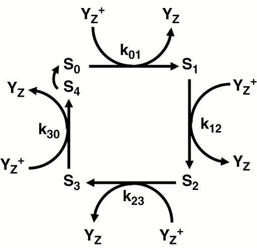 Highly simplified scheme of Kok’s oxygen clock model; misses and double hits are not shown. Si (i = 0, 1, 2, 3, 4) represent the particular S-states of the manganese cluster of OEC. The S4-state is assumed to be kinetically indistinguishable from the S0-state. During an S-state transition, YZ+ (formed through PSII reactions) is reduced (with rate constants k01, k12, k23 and k30). Modified from Lazár and Schansker (2009). For a review, including the involvement of manganese, see Najafpour et al. (2012).