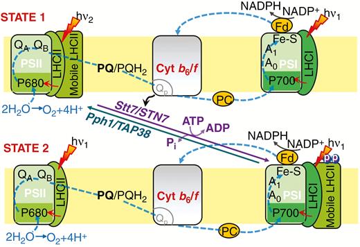 Diagram of the mechanism of state transitions in plants and algae. In the diagram, the system is shown to be initially in ‘state 1’, with the absorption cross section (CS) of photosystem (PS) II being larger than that of PSI (it will have high Chl fluorescence yield because Chl in PSII is much more fluorescent than in PSI). During illumination, the plastoquinone (PQ) pool will be reduced by PSII because of higher absorption there. This is sensed by the Cyt b6/f (via its PQH2-oxidizing site, Qp), and leads to activation of a kinase (Stt7/STN7) and phosphorylation of the mobile light harvesting complexes of PSII (LHCII), which then associate with the PSI antenna. The reverse occurs when the system is in ‘state 2’ initially, with the absorption CS of PSI being larger than that of PSII. Here, oxidation of the PQ pool by PSI during illumination will be sensed by the Cyt b6/f, which leads to the inactivation of kinases, followed by de-phosphorylation of the mobile LHCIIs (by the phosphatases Pph1/TAB38) and their relocation to PSII. Abbreviations: A0 and A1, a particular Chl a molecule and a vitamin K1 molecule, respectively; Fe-S, three non-haem (heme) iron–sulfur centres; Fd, ferredoxin; QA and QB, plastoquinone electron acceptors of PSII; NADP+ and NADPH, nicotinamide adenine dinucleotide phosphate in oxidized and reduced state; P680 and P700, reaction centre chlorophylls/primary electron donors of PSII and PSI; PC, plastocyanin. Figure modified from Allen (2003) and Rochaix (2014).